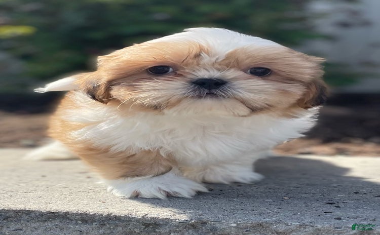 Shih Tzu dogs for sale - Ad 5