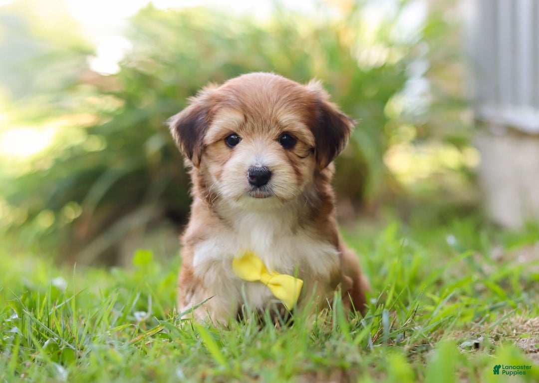 Morkie dogs for sale: Randy - Image 9
