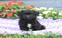 Chipoo dogs for sale: Winton - Image 1