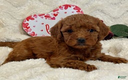 Mini Goldendoodle dogs for sale: Misti - Image 2