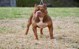 American Bully dogs for sale: Ms. Daisy - Image 11