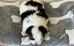 Yorkshire Terrier dogs for sale: Tess - Image 1