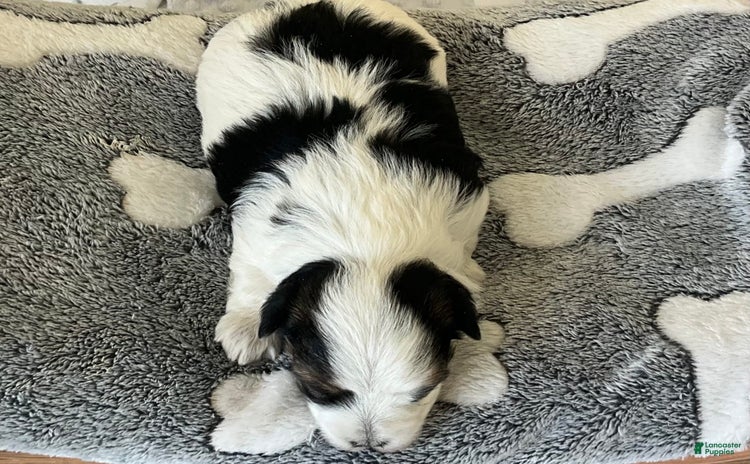 Yorkshire Terrier dogs for sale - Ad 2