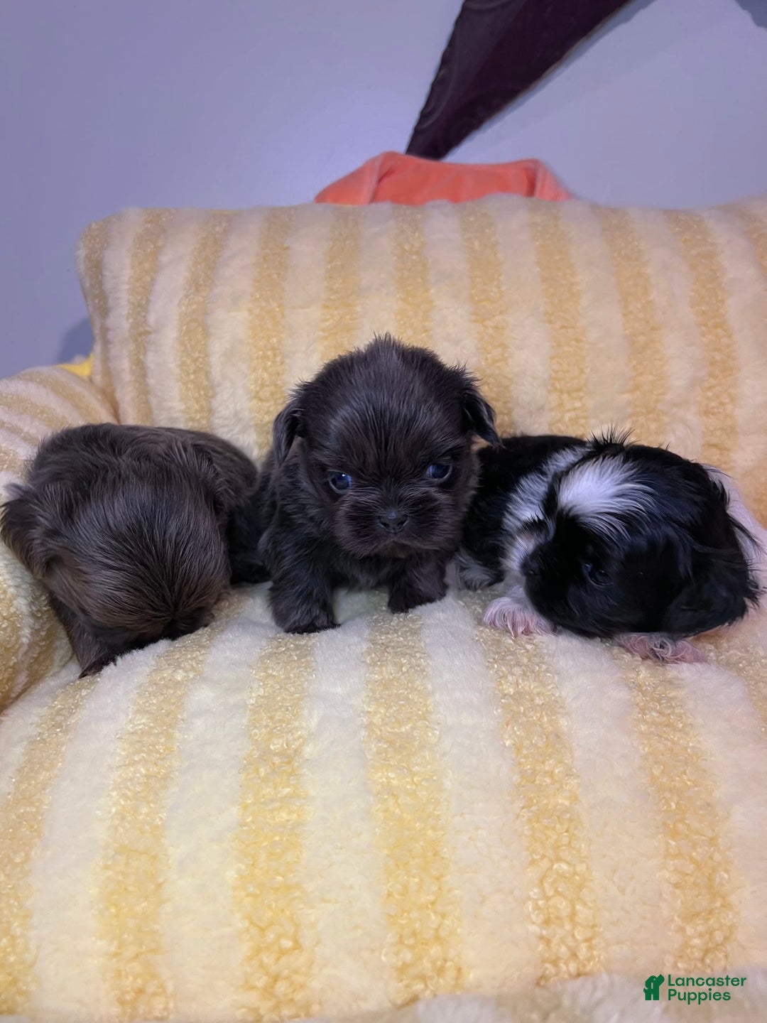 Shih Tzu dogs for sale: Bean - Image 4