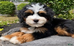 Mini Bernedoodle dogs for sale: 🧡 Boston Ma 🧡 Mini Bernedoodle - Image 18