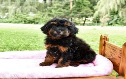 Miniature Poodle dogs for sale: Eddie - Image 1