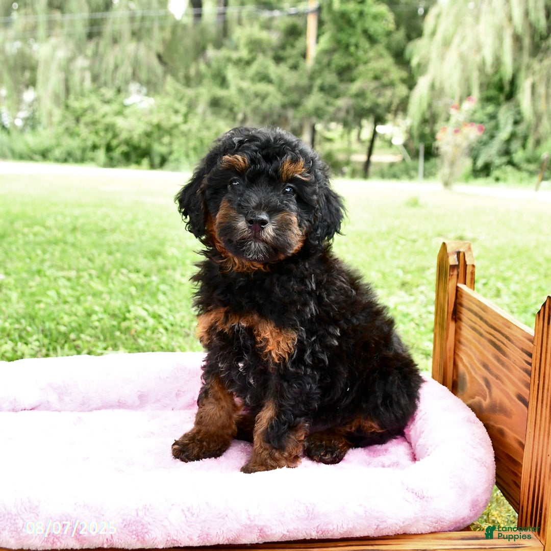 Miniature Poodle dogs for sale: Eddie - Image 1