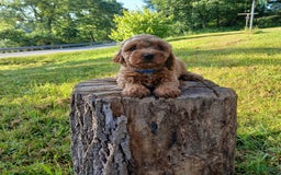 Cavapoo dogs for sale: Tigger - Image 3