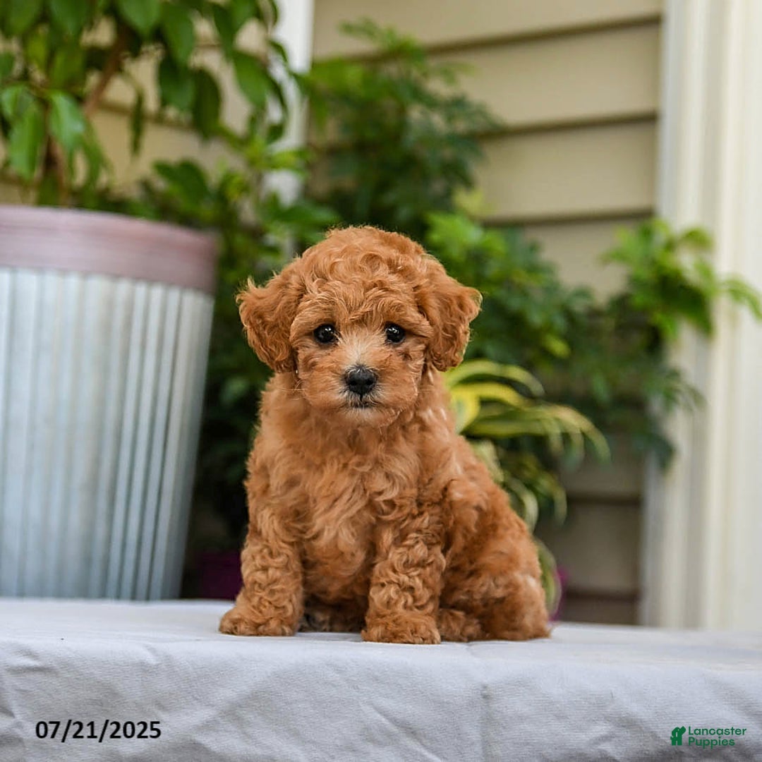 Toy Poodle dogs for sale: Leo - Image 5