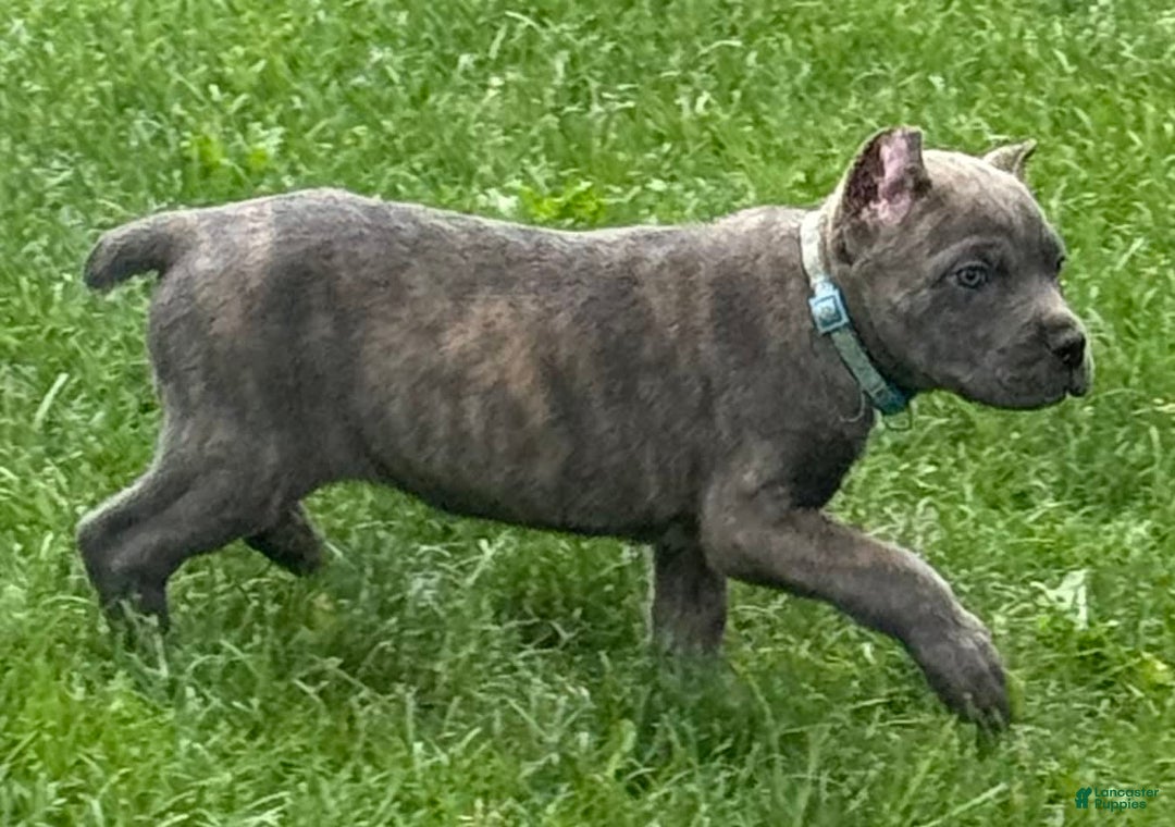 Cane Corso dogs for sale: Bella - Image 11