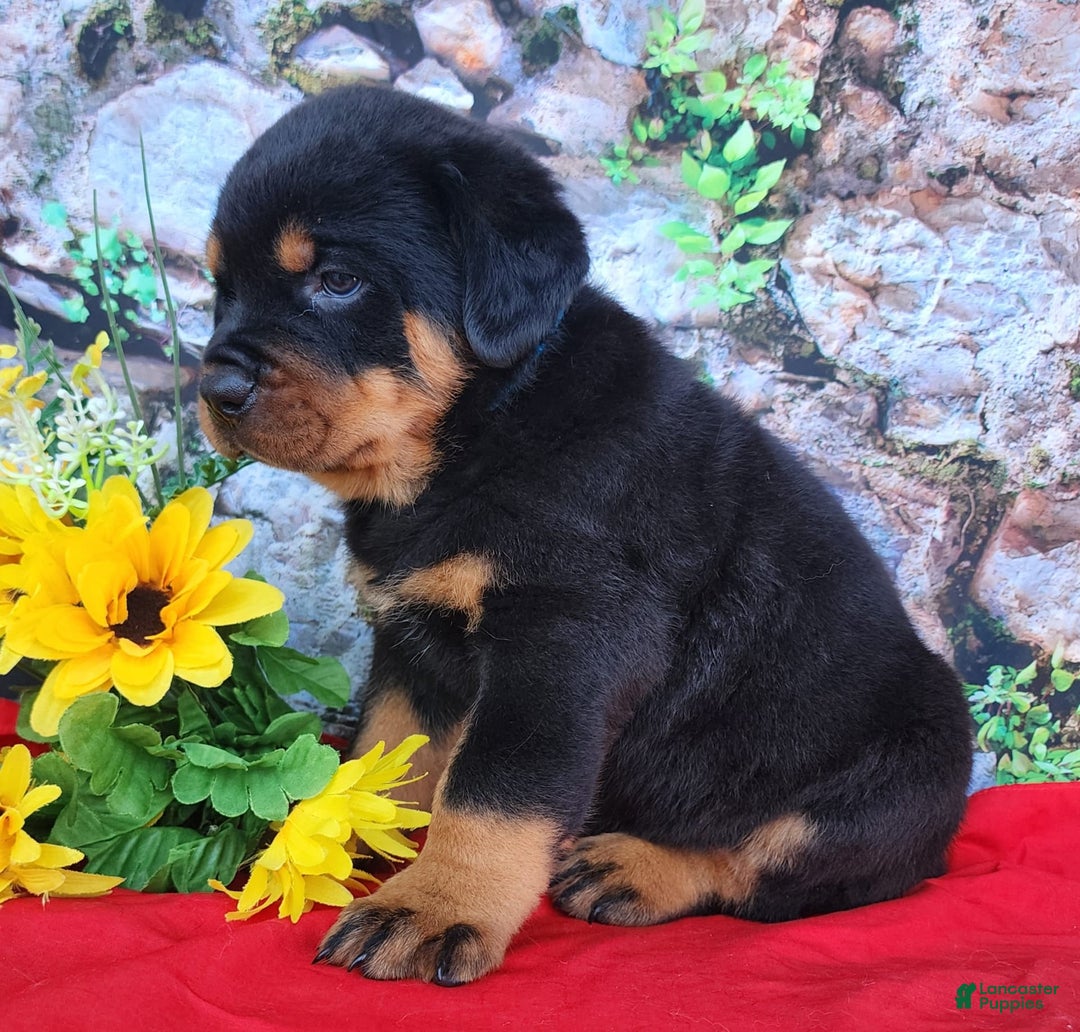 Rottweiler dogs for sale: Sparky - Image 4