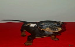 Miniature Pinscher dogs for sale: Apollo - Image 2