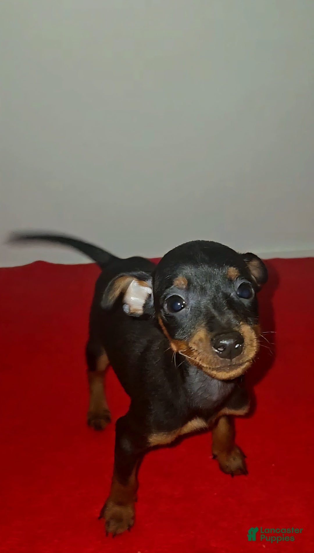 Miniature Pinscher dogs for sale: Apollo - Image 2