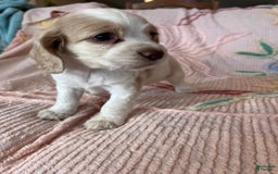 Cocker Spaniel dogs for sale: Freckles - Image 4
