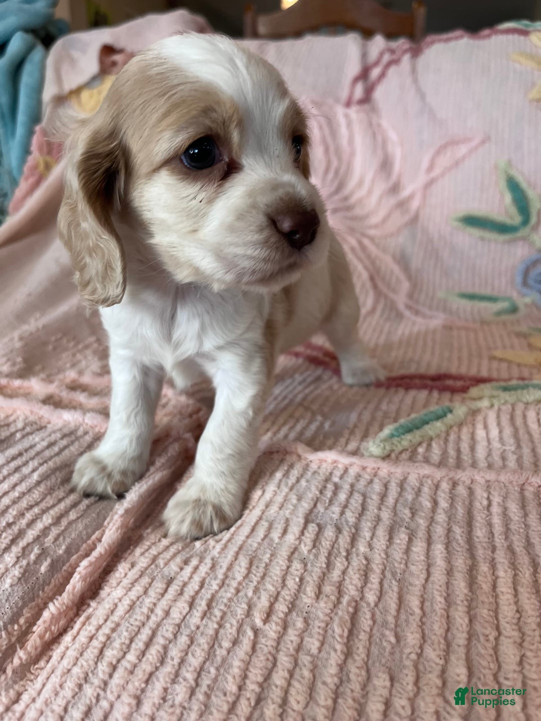 Cocker Spaniel dogs for sale: Freckles - Image 4