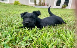 Scottish Terrier dogs for sale: Boone - Image 1