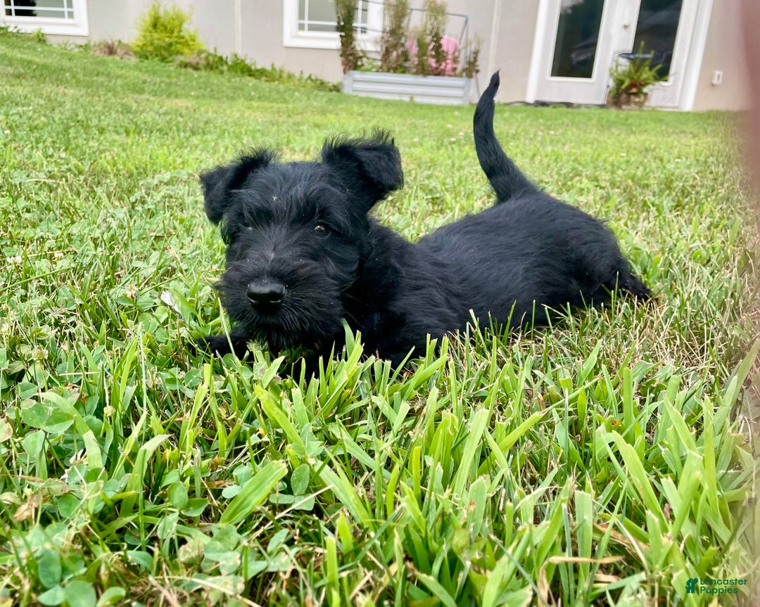 Scottish Terrier dogs for sale: Boone - Image 1