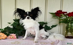 Papillon dogs for sale: Melody - Image 11