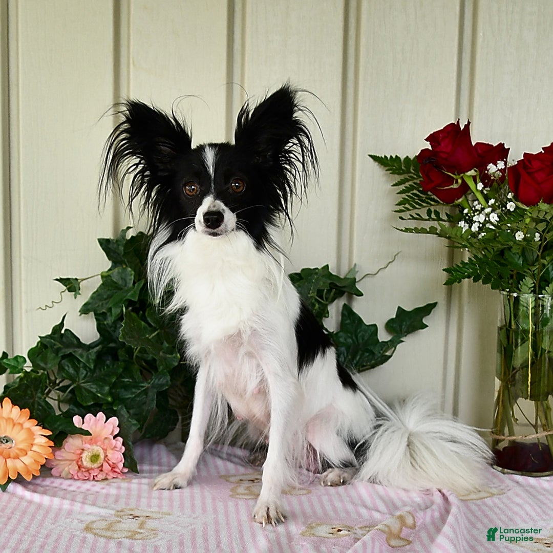 Papillon dogs for sale: Melody - Image 11