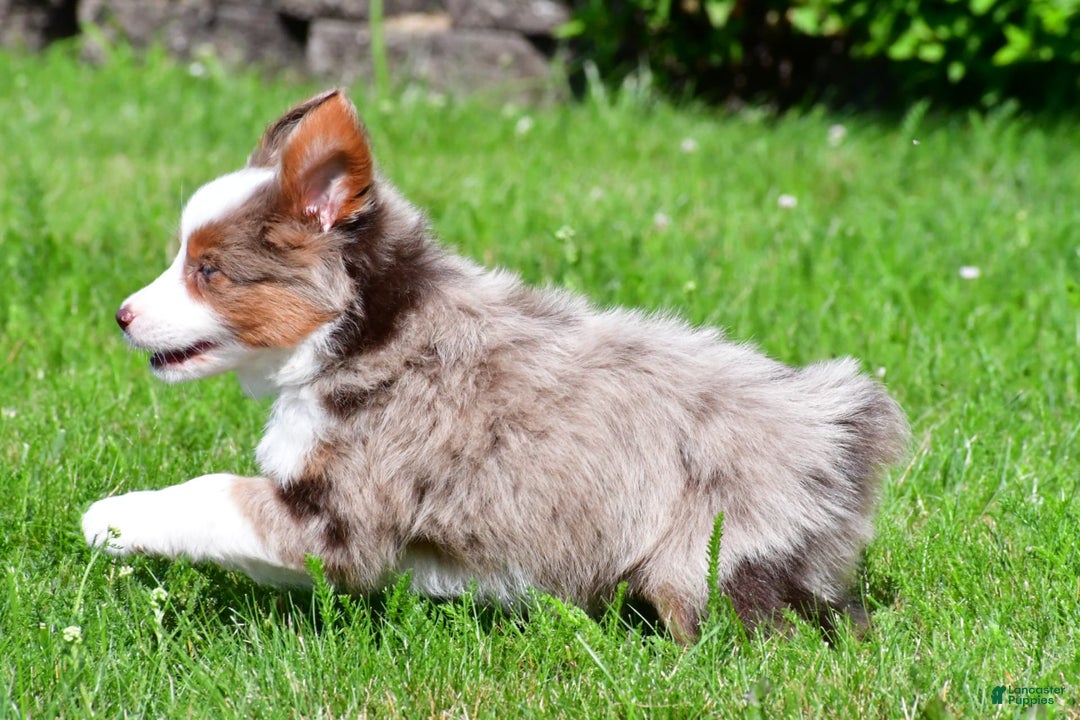 Miniature Australian Shepherd dogs for sale: Noah - Image 3