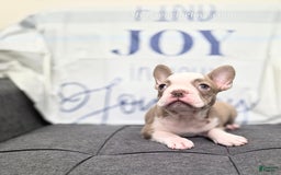 French Bulldog dogs for sale: Comrad - Image 3