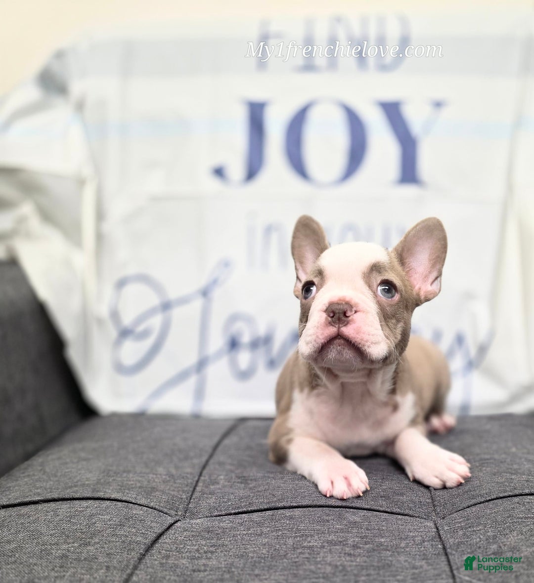 French Bulldog dogs for sale: Comrad - Image 3