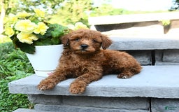 Miniature Poodle dogs for sale: Elam - Image 1