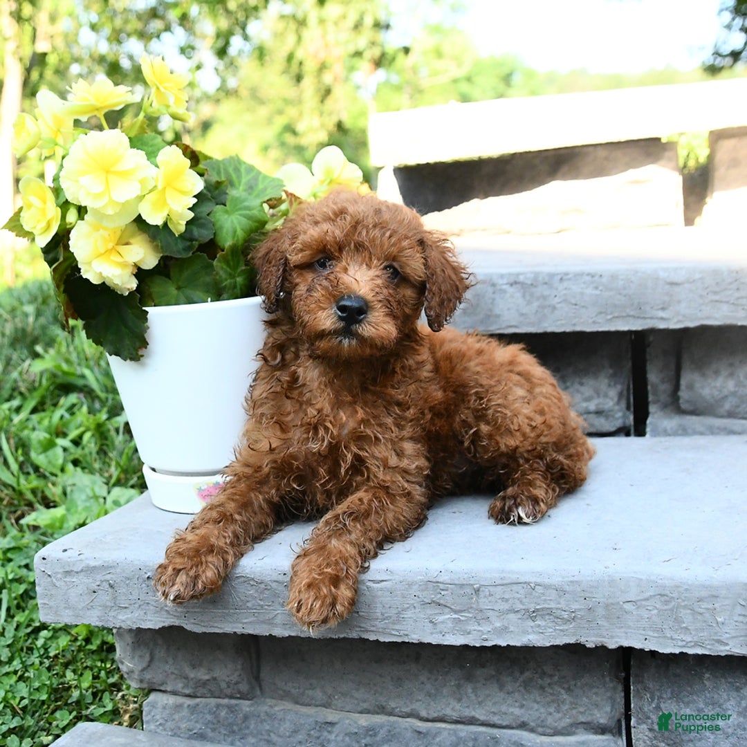 Miniature Poodle dogs for sale: Elam - Image 1