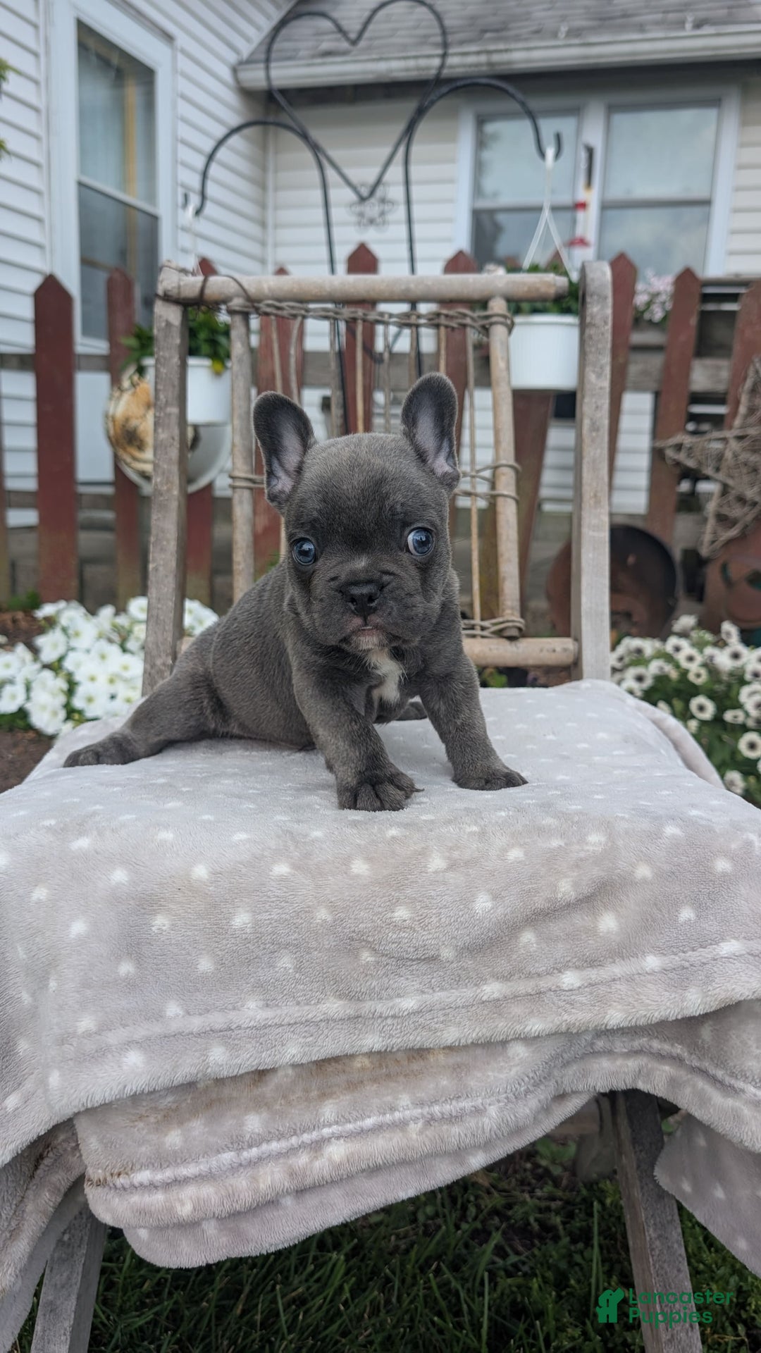 French Bulldog dogs for sale: Zane - Image 10