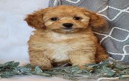 Cockapoo dogs for sale: Sara - Image 6