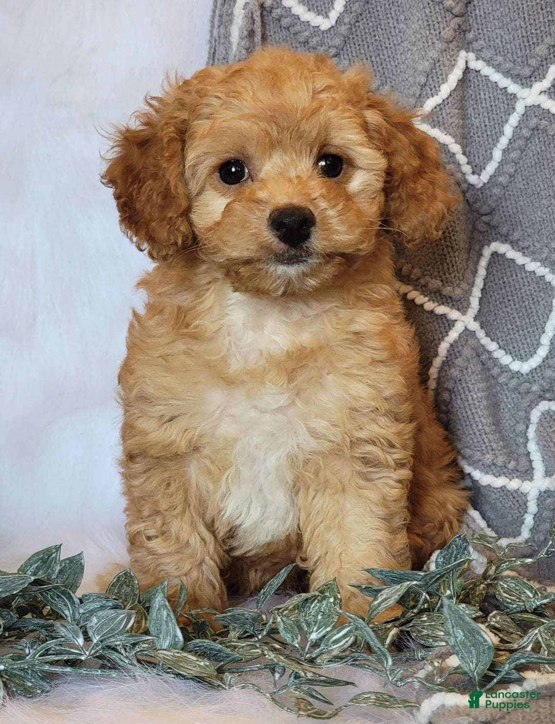Cockapoo dogs for sale: Sara - Image 6
