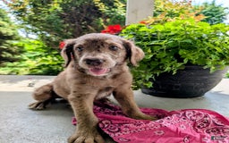 Labradoodle dogs for sale: Aspen Fern - Image 7