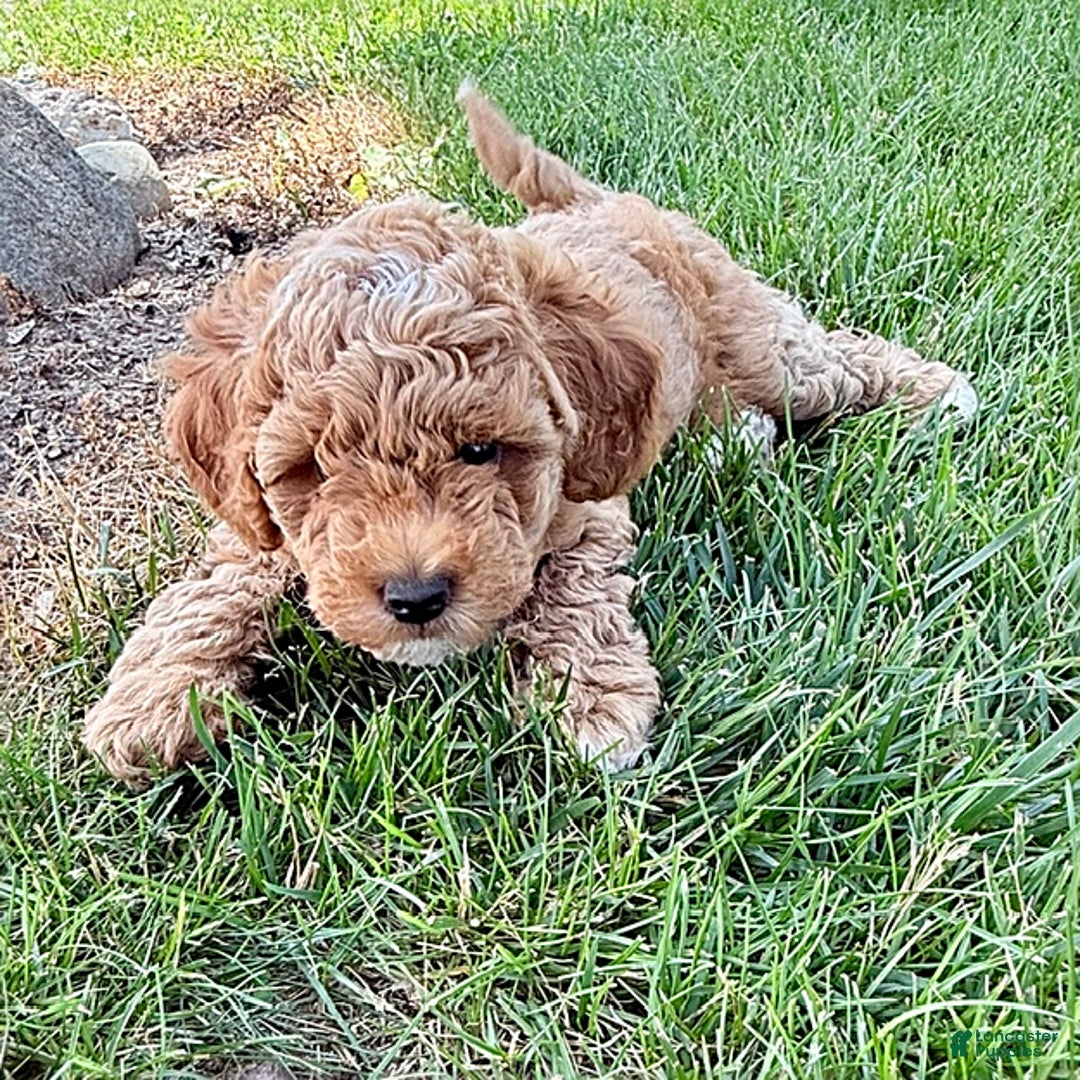 Miniature Poodle dogs for sale: Carmon - House Raised - Image 4