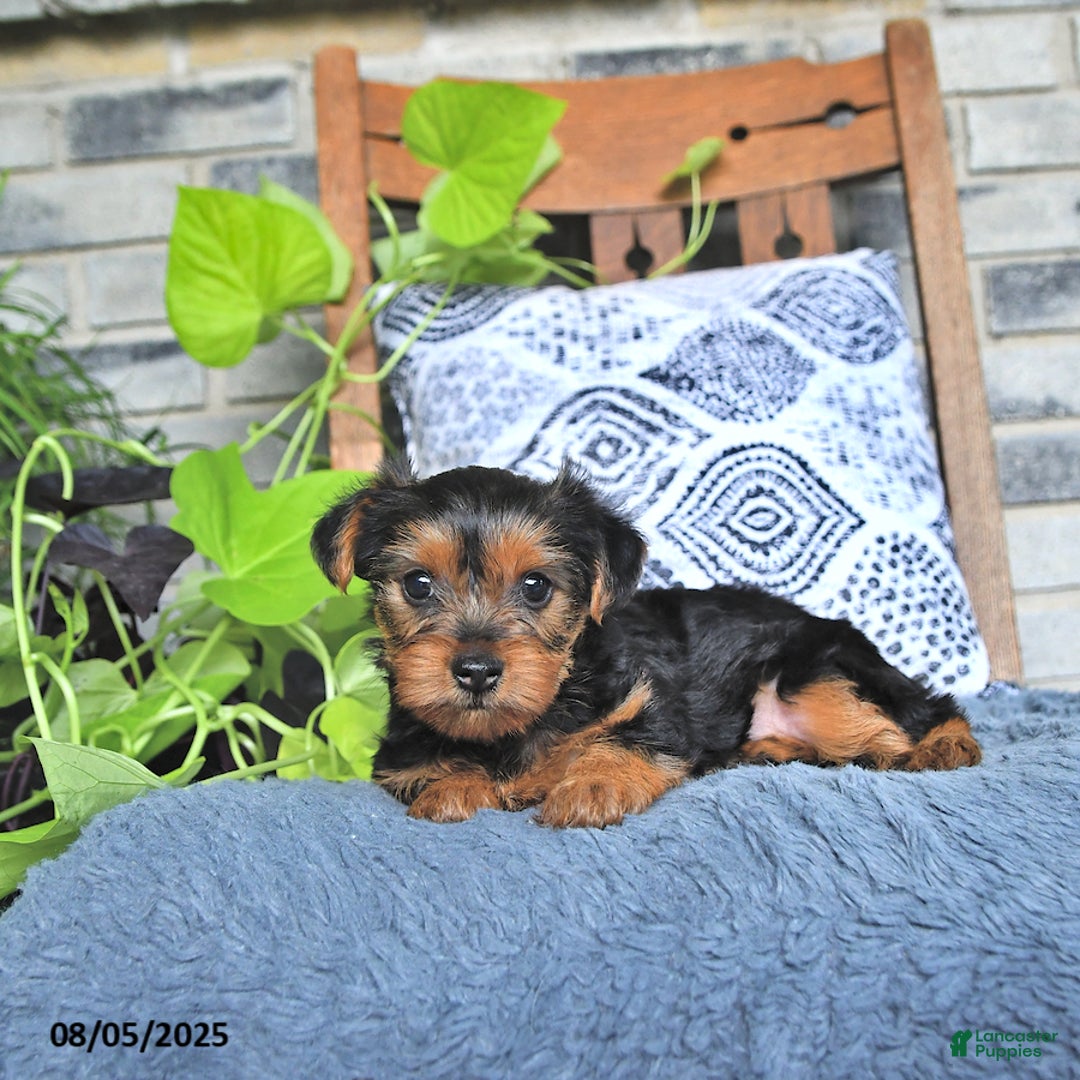 Yorkshire Terrier dogs for sale: Poppy - Image 3