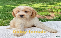 Mini Goldendoodle dogs for sale: Daisy - Image 8