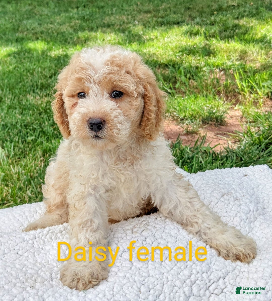 Mini Goldendoodle dogs for sale: Daisy - Image 8