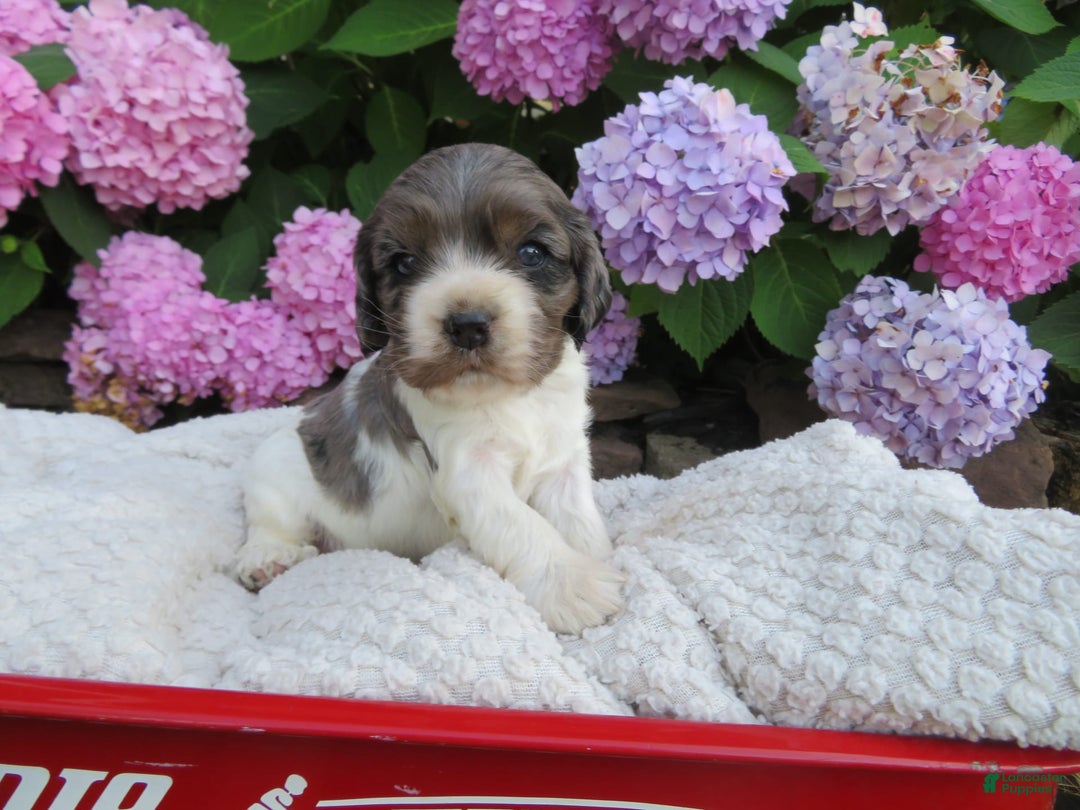 Cocker Spaniel dogs for sale: Zoey - Image 1