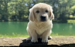 Golden Retriever dogs for sale: Nova - Image 2