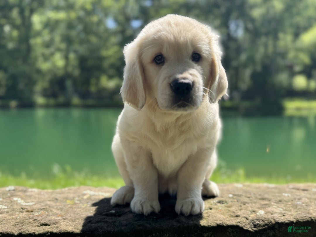 Golden Retriever dogs for sale: Nova - Image 2