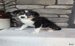Australian Shepherd dogs for sale: Chloe - Image 3