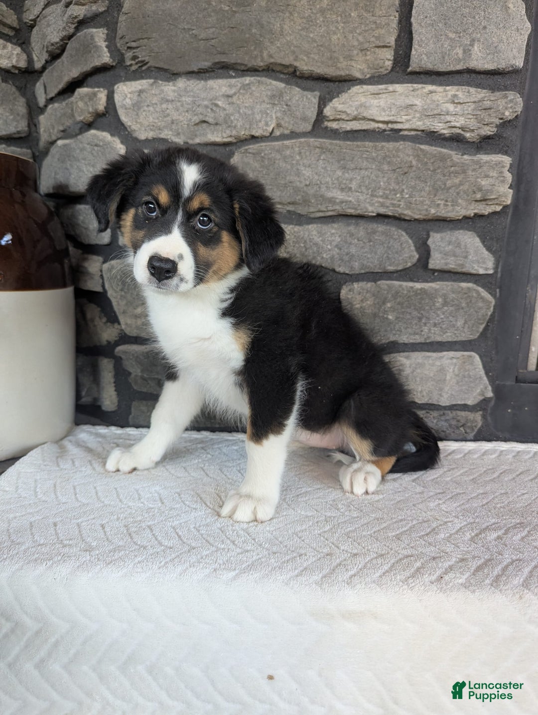 Australian Shepherd dogs for sale: Chloe - Image 3