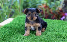 Yorkshire Terrier dogs for sale: Jenny - Image 1