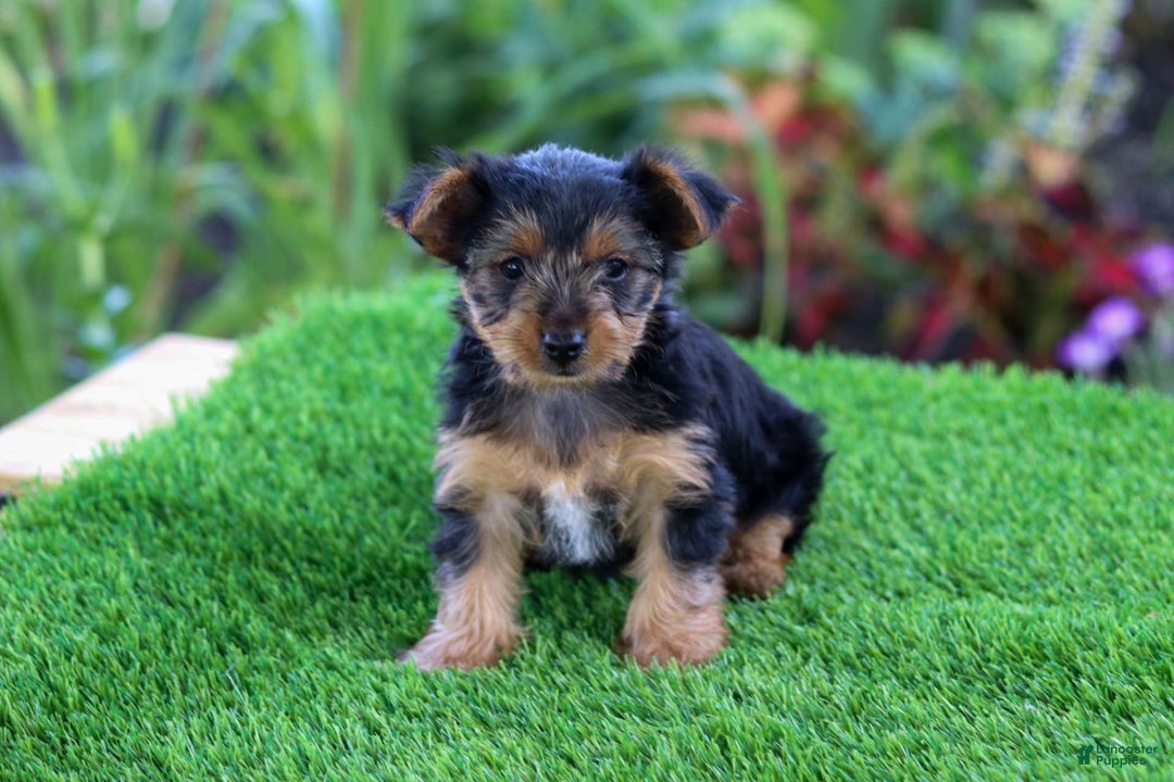Yorkshire Terrier dogs for sale: Jenny - Image 1