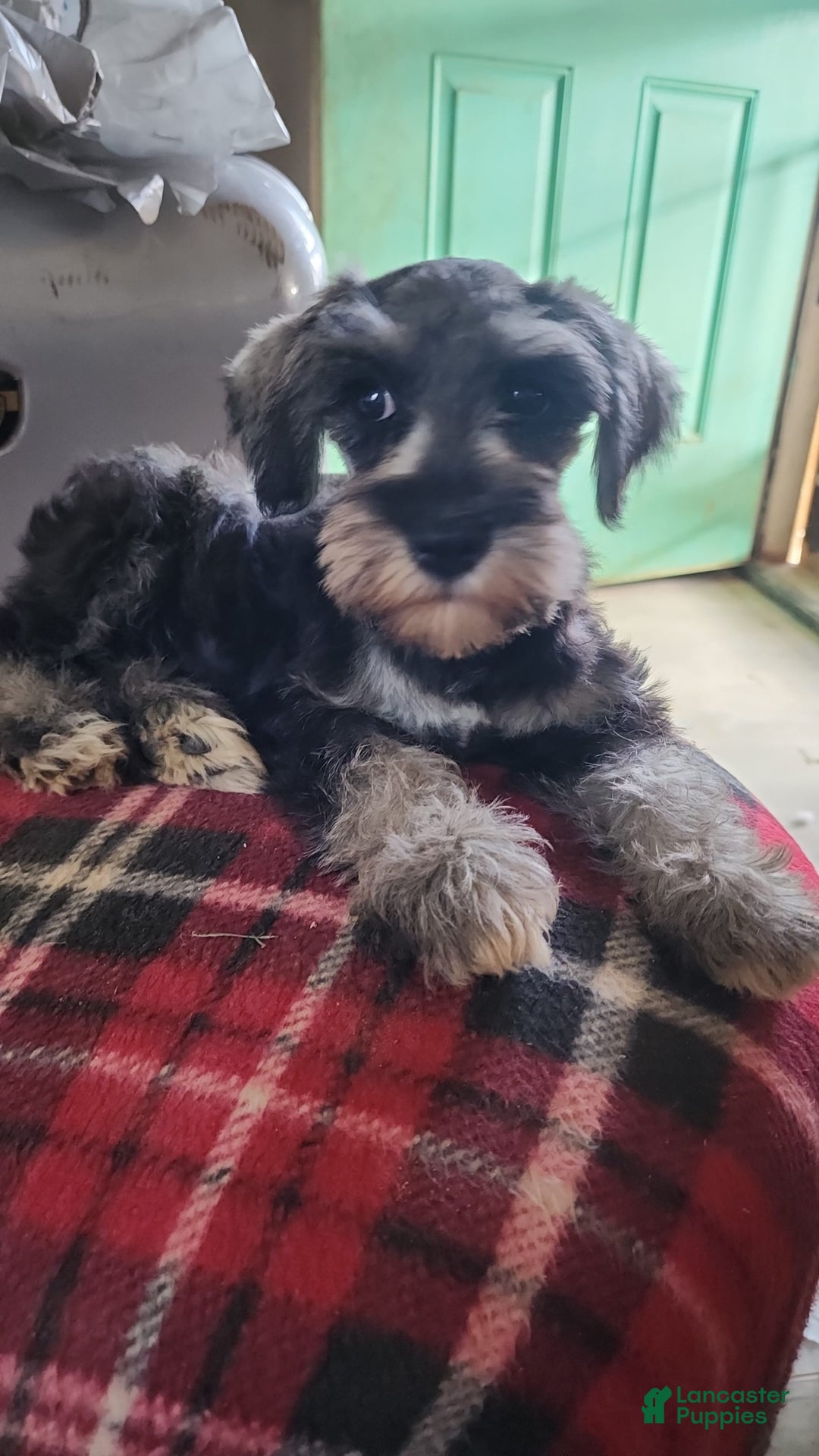 Miniature Schnauzer dogs for sale: Piper - Image 5