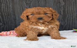 Cavapoo dogs for sale: Toby - Image 3