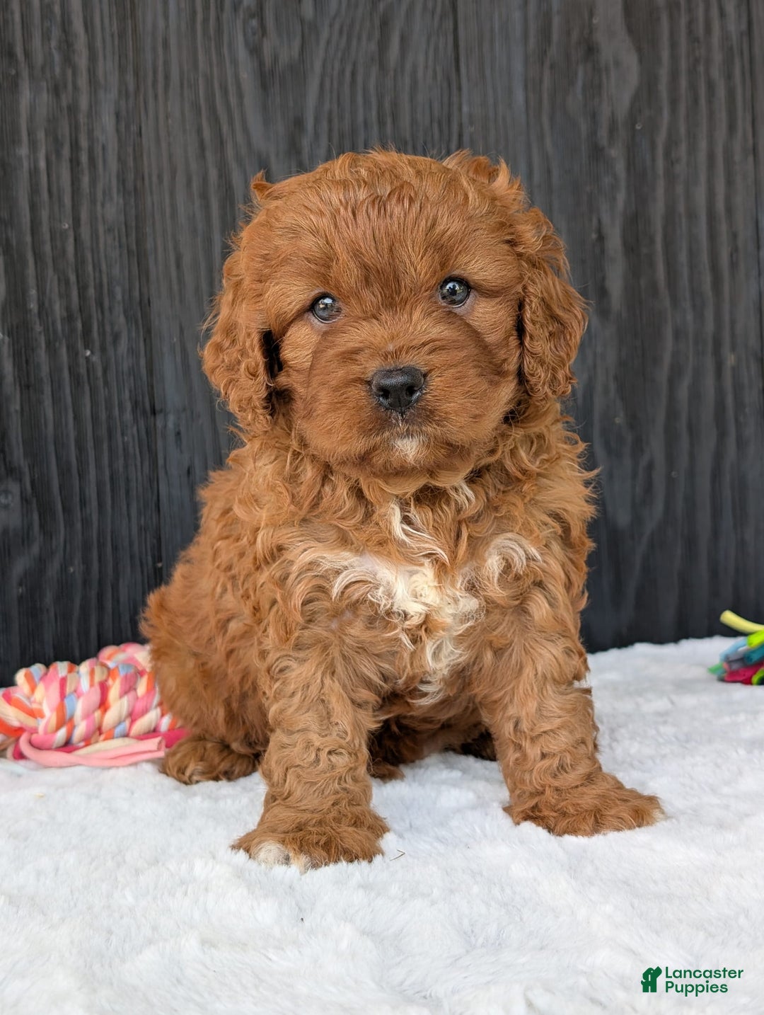 Cavapoo dogs for sale: Toby - Image 3