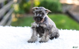 Miniature Schnauzer dogs for sale: Bingo - Image 19