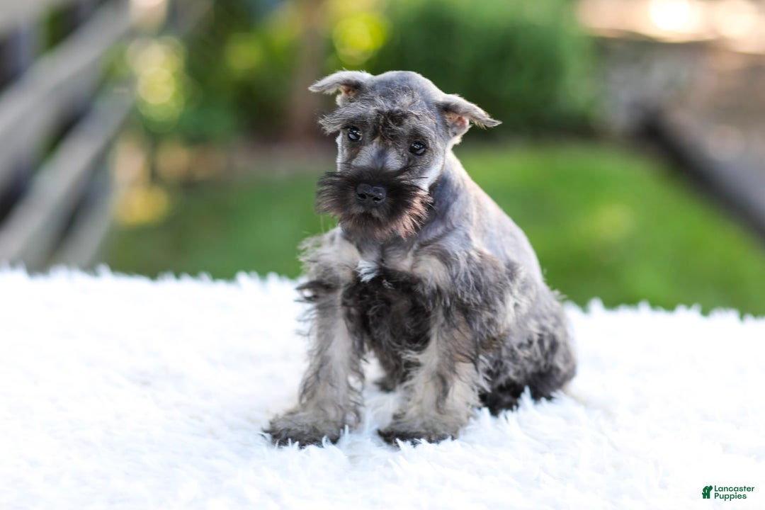 Miniature Schnauzer dogs for sale: Bingo - Image 19