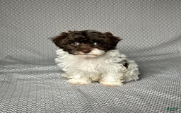 Havapoo dogs for sale: Kate - Image 6