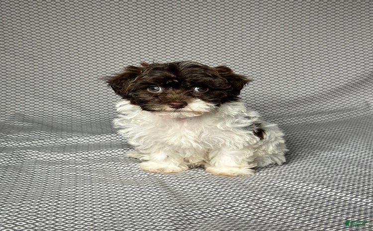 Havapoo dogs for sale - Ad 4